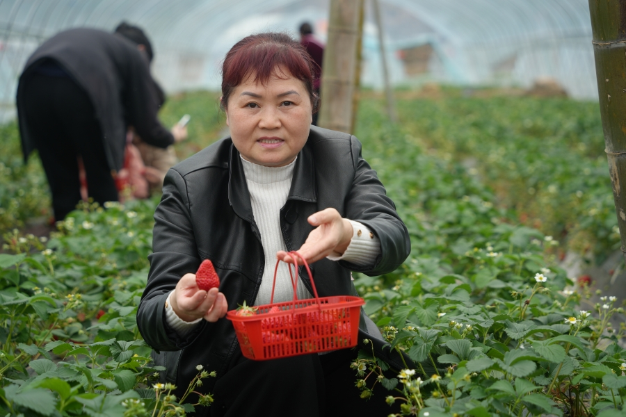 湖南绥宁：返乡创业种草莓开启乡村振兴的“莓”好生活(图1)