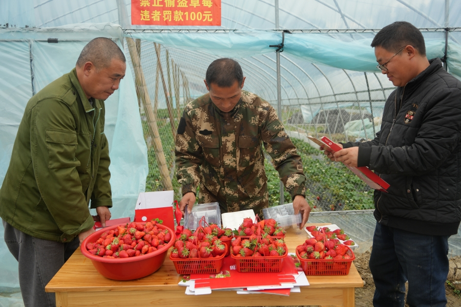 湖南绥宁：返乡创业种草莓开启乡村振兴的“莓”好生活(图2)