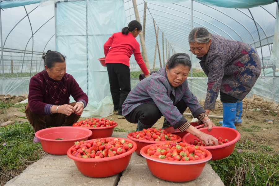 湖南绥宁：返乡创业种草莓开启乡村振兴的“莓”好生活(图3)
